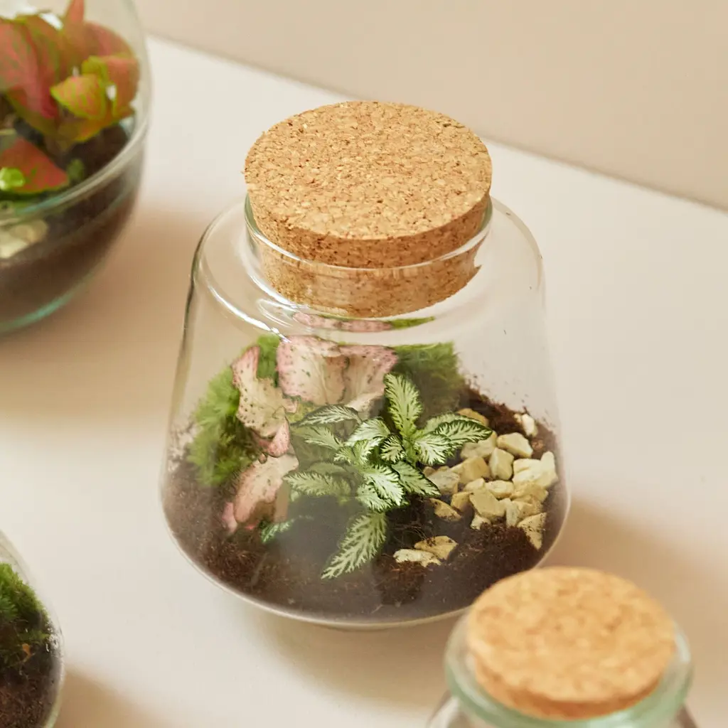 Terrarium.webp