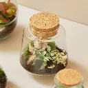 Terrarium.webp