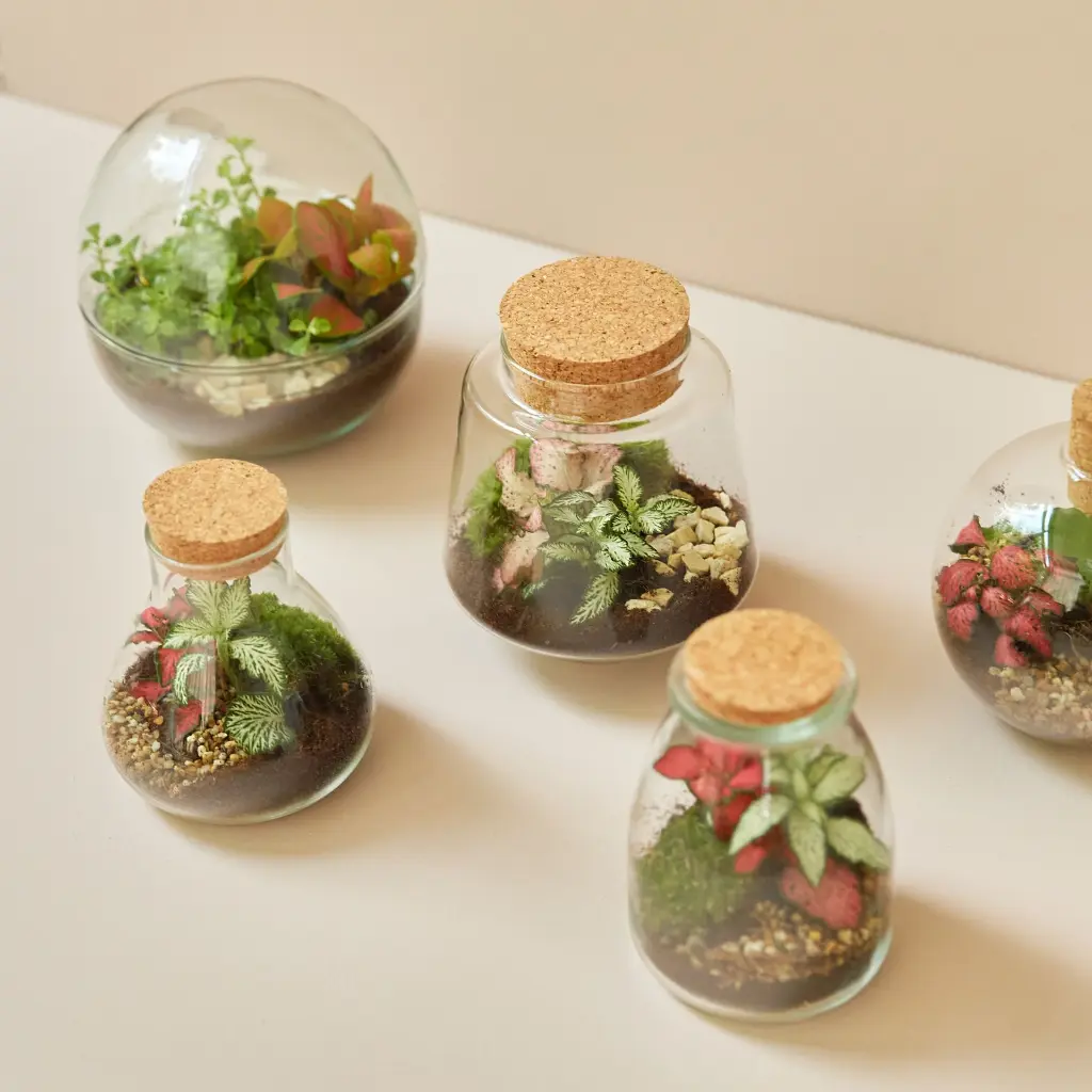 Terrarium Mini.webp