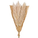 RT10-MONO-PAMP.jpg