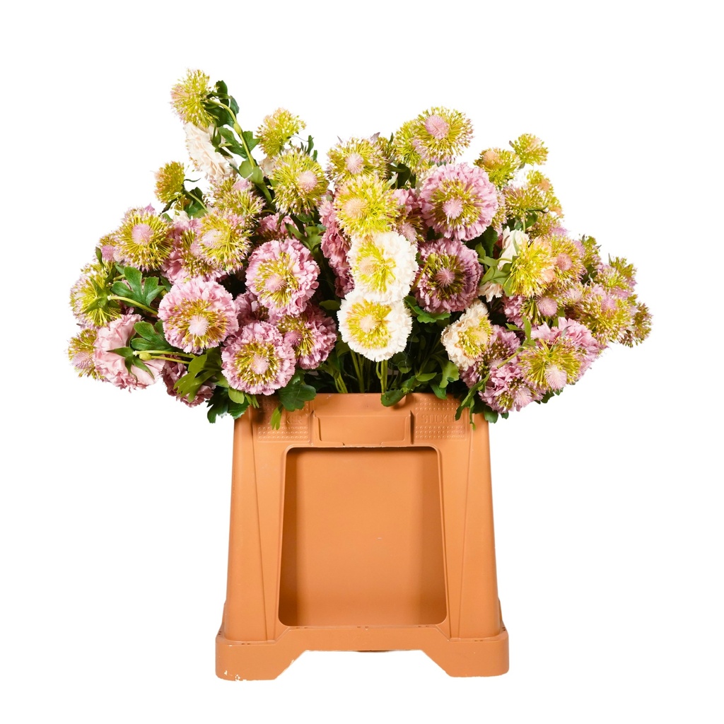 Scabiosa
