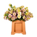 Scabiosa
