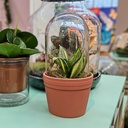 Terrarium Terracotta