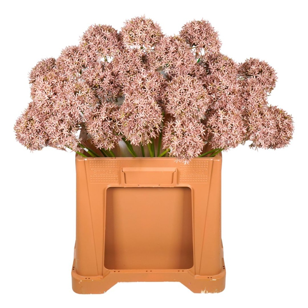 Allium Spray Artificial 62cm - Lilac