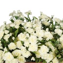 Dianthus Artificial mini spray 70cm cream