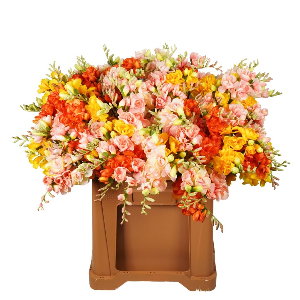 Freesia Artificial x2 L74cm Yellow