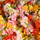 Freesia Artificial x2 L74cm Yellow