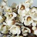 Magnolia Artificial mini branch cream 65cm