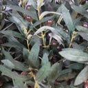 Olive Branch Artificial 75cm