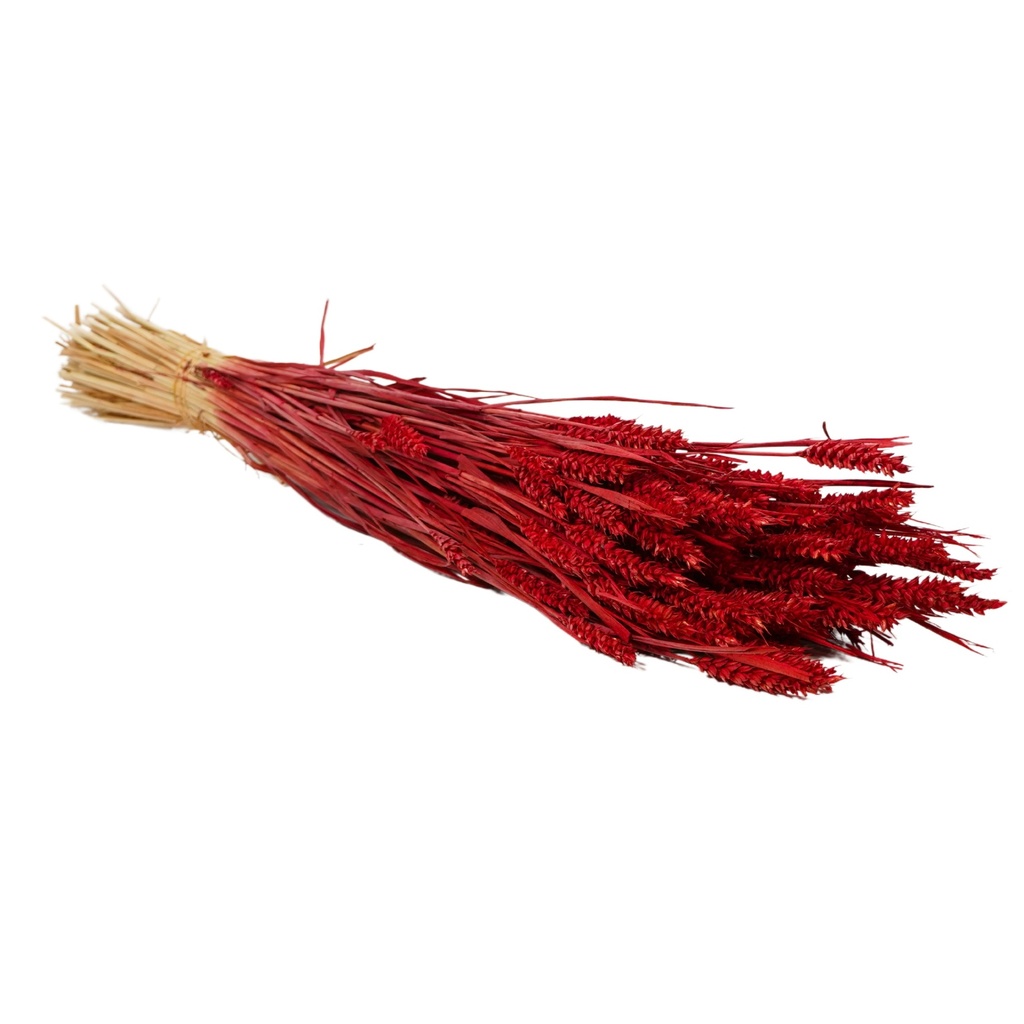 Dried Flowers - Tarwe (triticum) Red