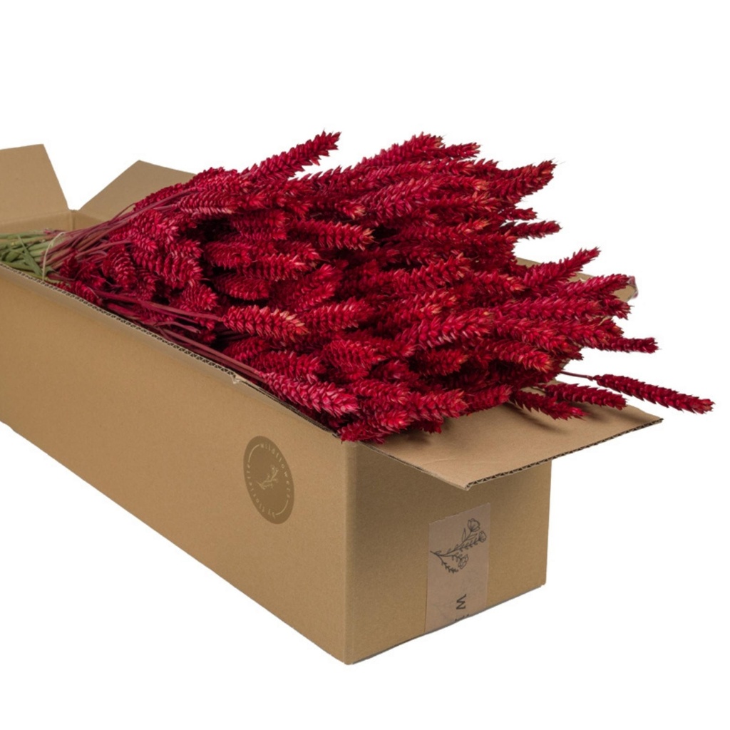 Dried Flowers - Tarwe (triticum) Red