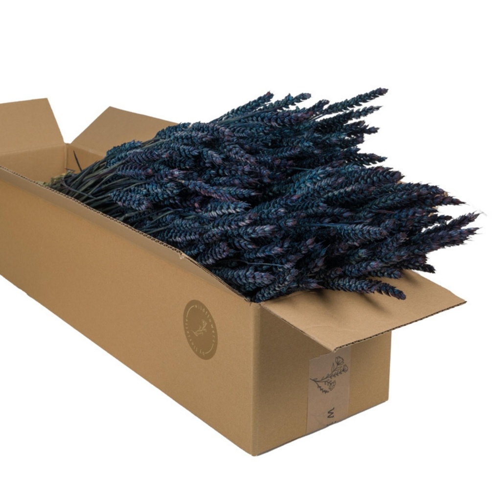 Dried Flowers - Tarwe (triticum) Dark Blue