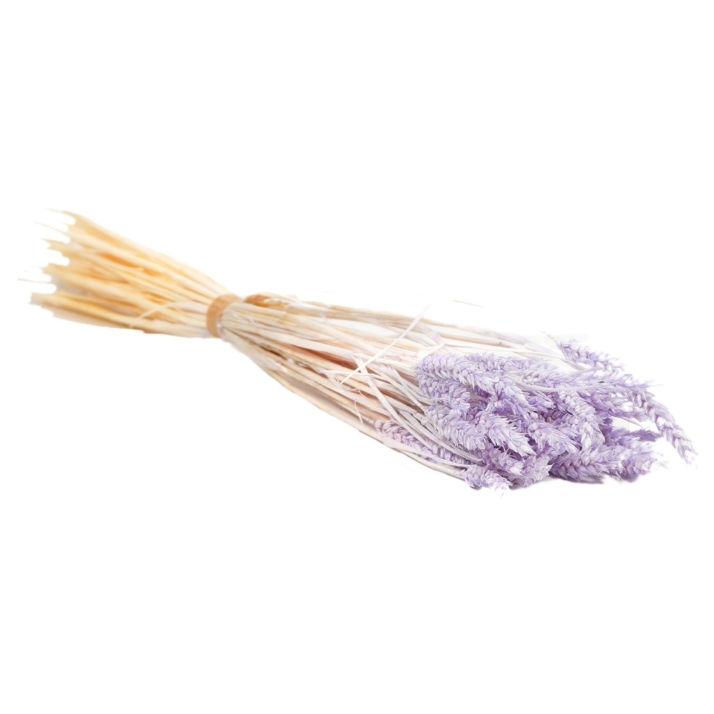 Dried Flowers - Tarwe (triticum) Lilac