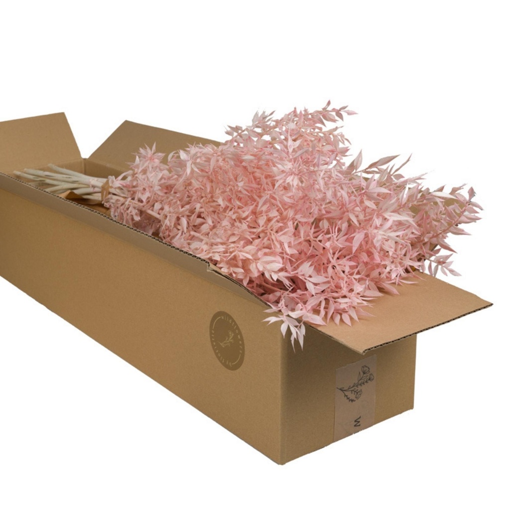 Dried Flowers - Ruscus Pink Pastel