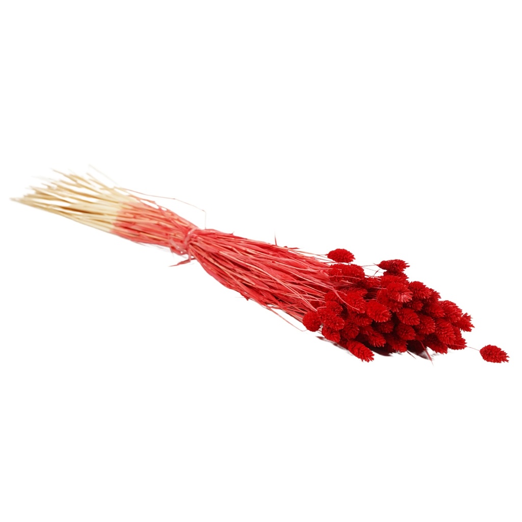 Dried Flowers - Phalaris Red