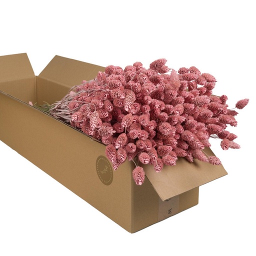 Dried Flowers - Phalaris Pink Misty