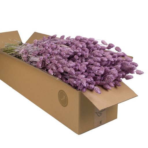 Dried Flowers - Phalaris Lilac Misty