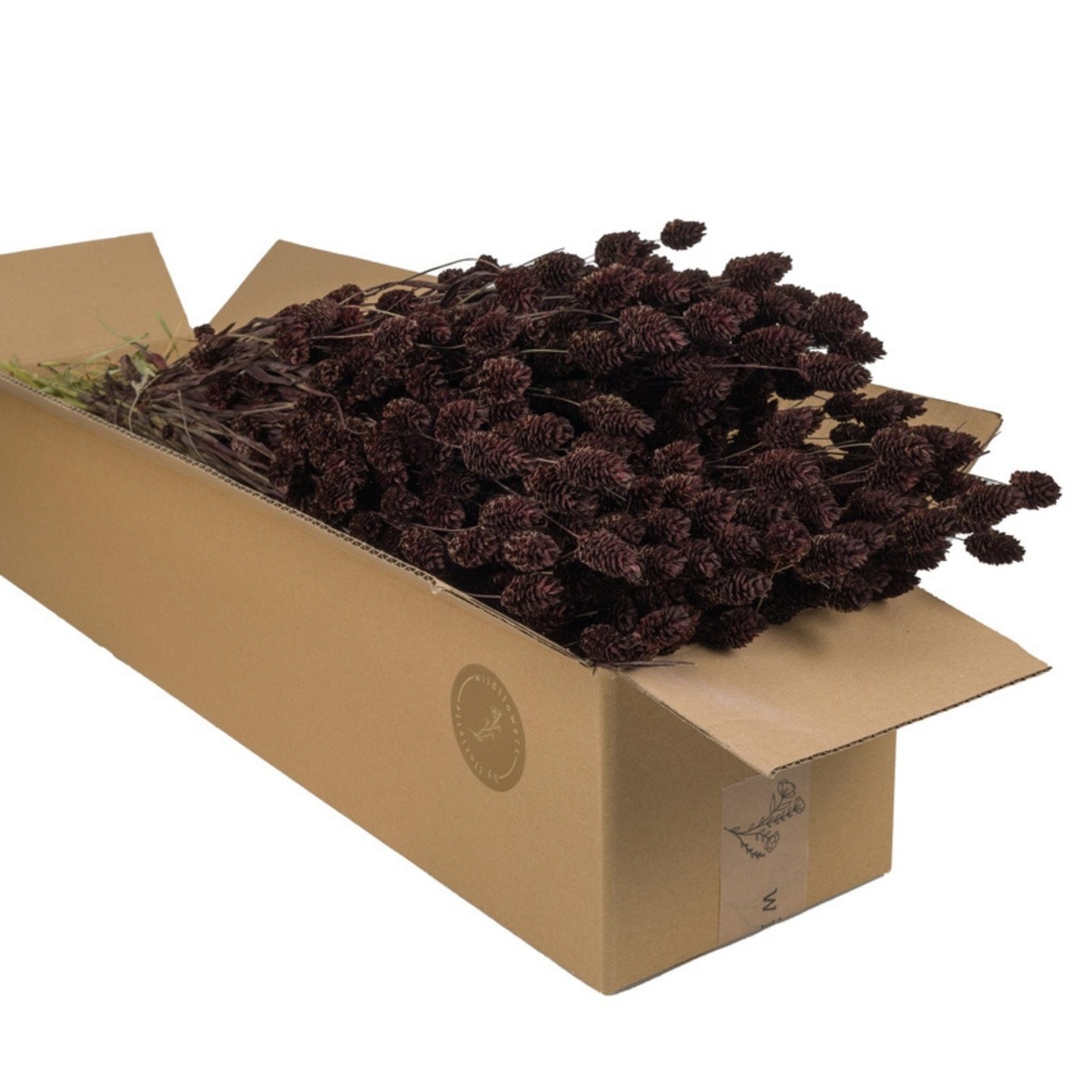 Dried Flowers - Phalaris Deep Brown