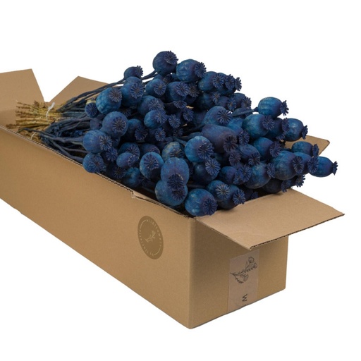Dried Flowers - Papaver Dark Blue