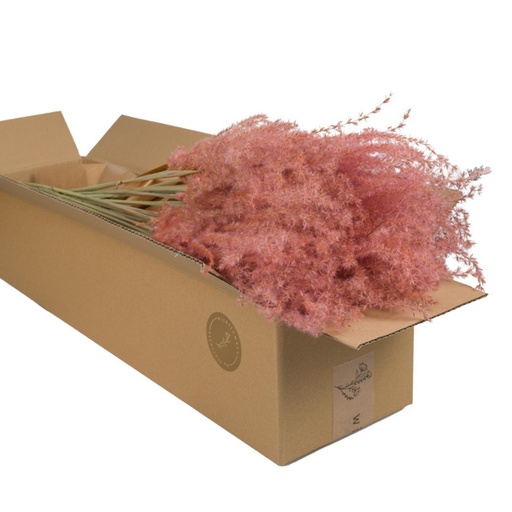 Dried Flowers - Miscanthus Pink Pastel