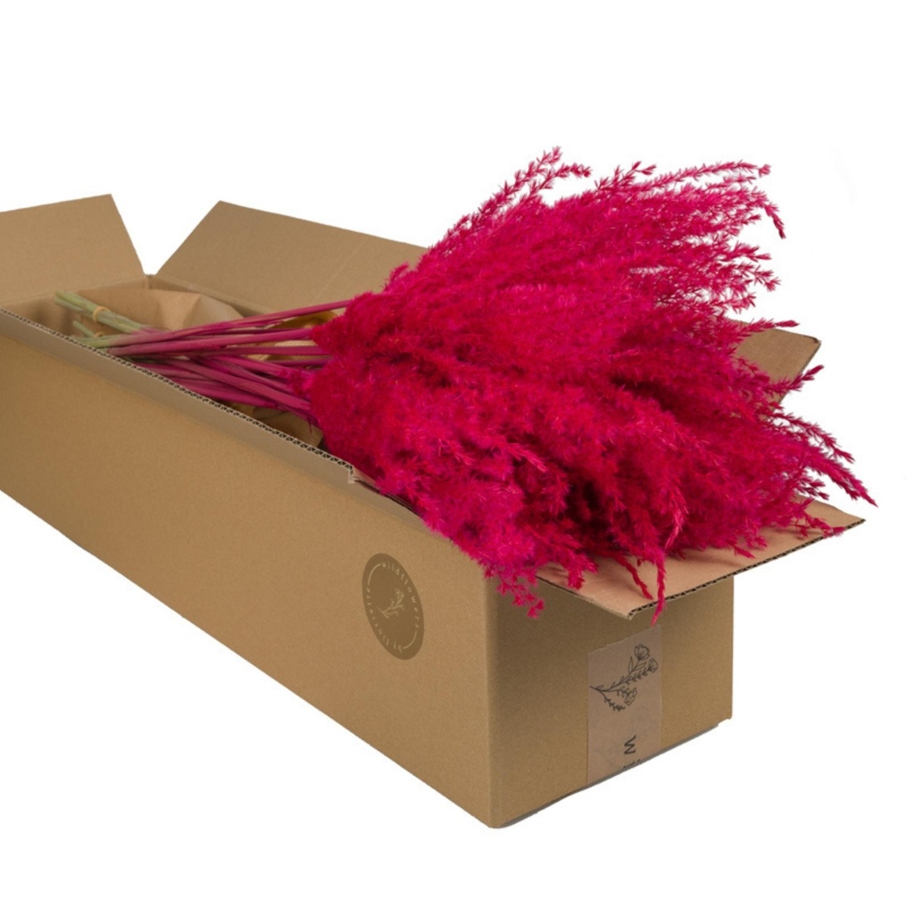 Dried Flowers - Miscanthus Cerise