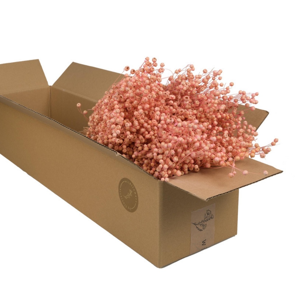Dried Flowers - Linium Pink Pastel