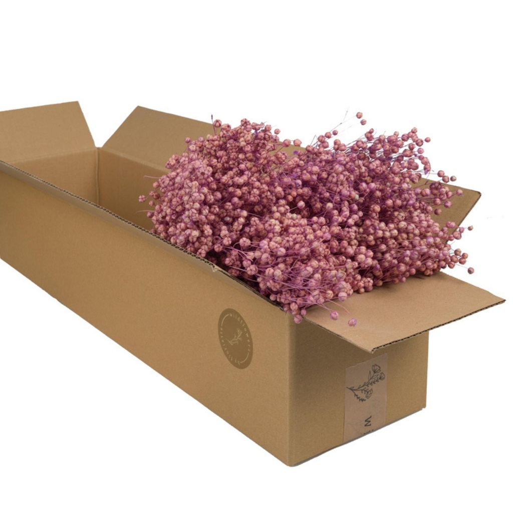 Dried Flowers - Linium Lilac Pastel