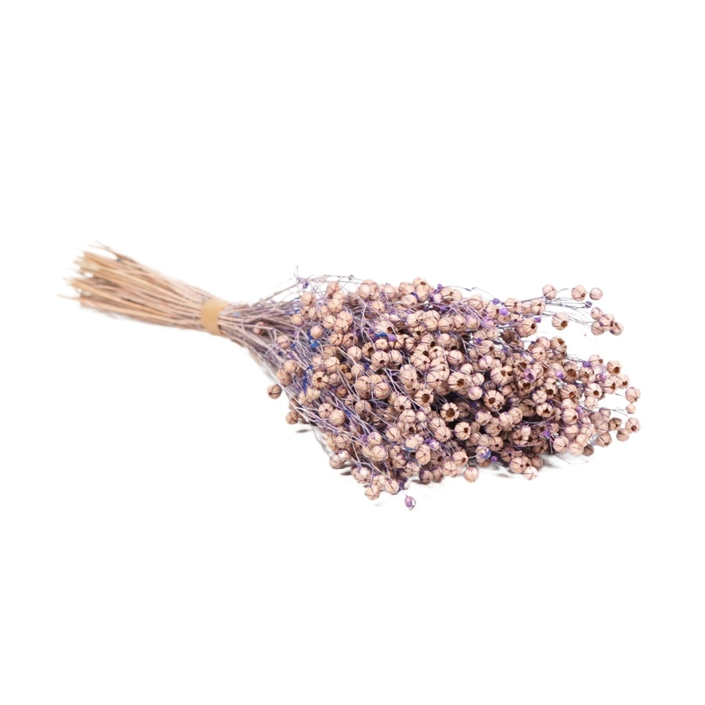 Dried Flowers - Linium Lilac Pastel