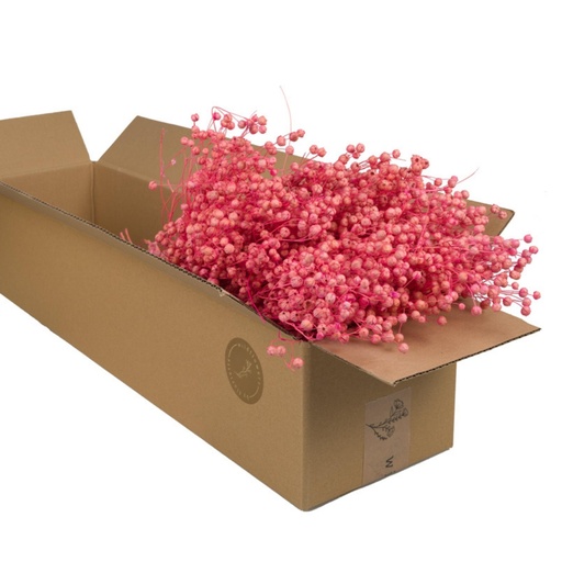 Dried Flowers - Linium Cerise Pastel