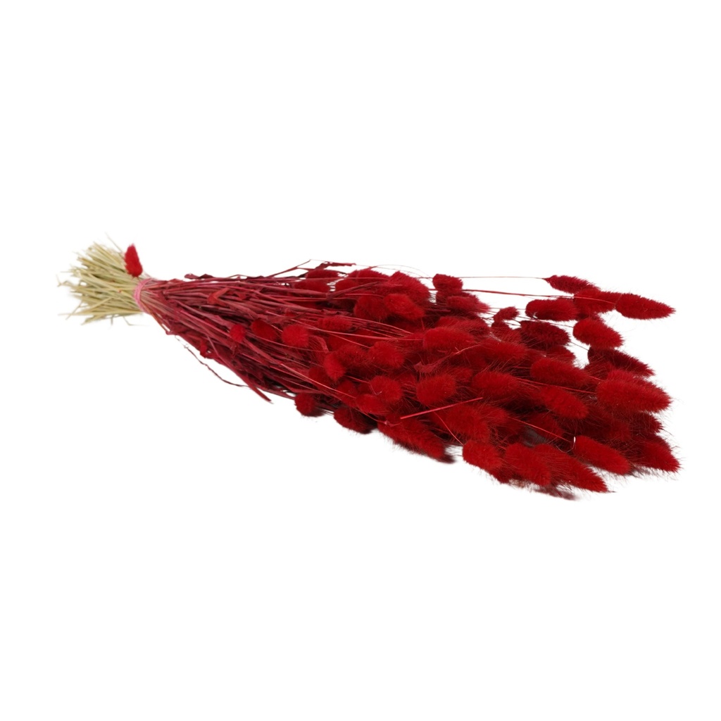 Dried Flowers - Lagurus Red