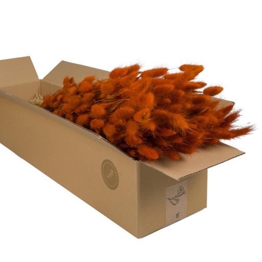 Dried Flowers - Lagurus Burnt Orange