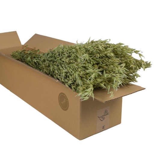 Dried Flowers - Haver (Avena) Naturel Green