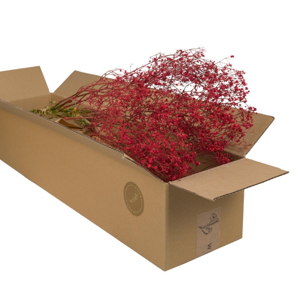 Dried Flowers - Gypsophilia Red