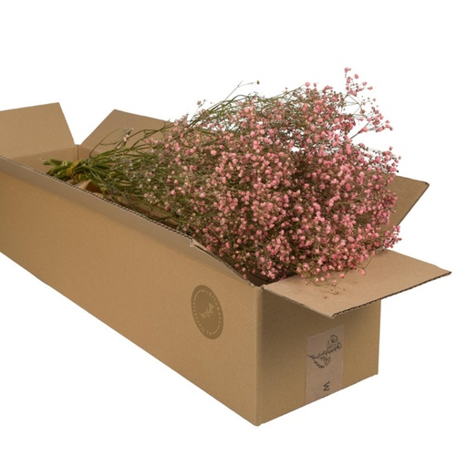 Dried Flowers - Gypsophilia Pink Pastel