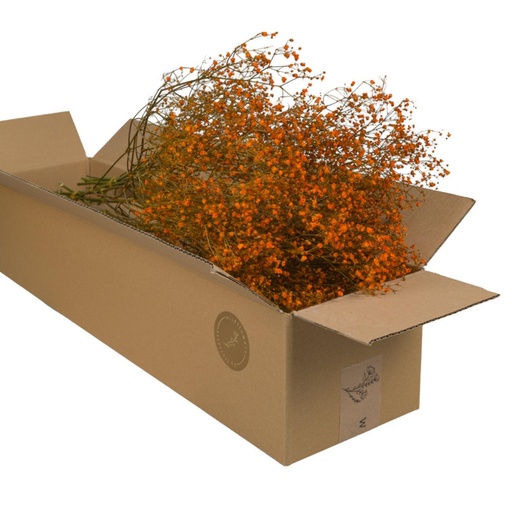 Dried Flowers - Gypshophilia Burnt Orange