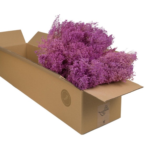 Dried Flowers - Broom Bloom Lilac Pastel