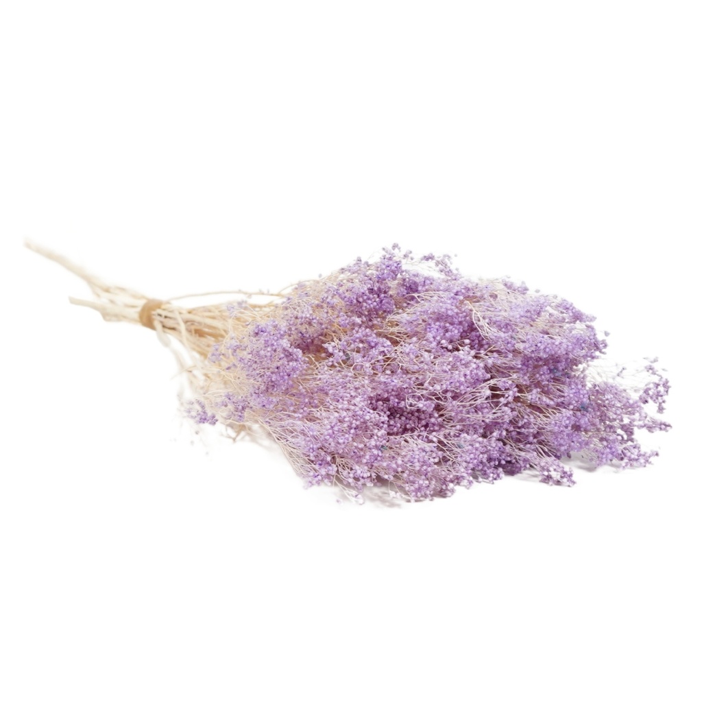 Dried Flowers - Broom Bloom Lilac Pastel