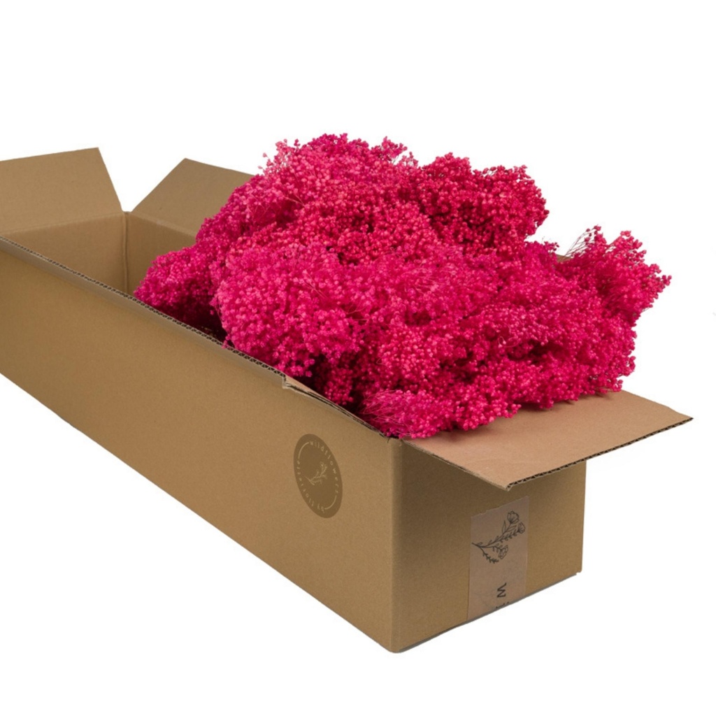 Dried Flowers - Broom Bloom Cerise