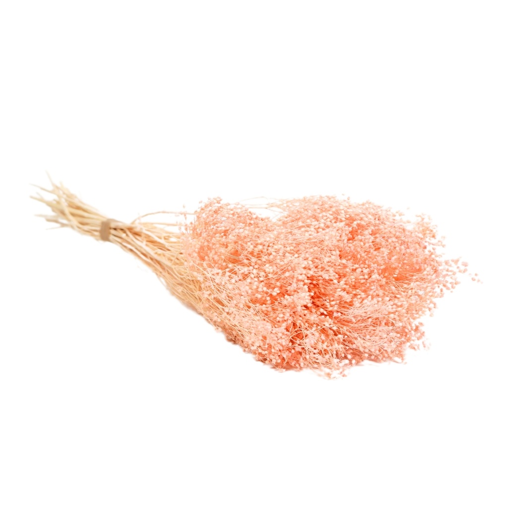 Dried Flowers - Broom Bloom Pink Pastel