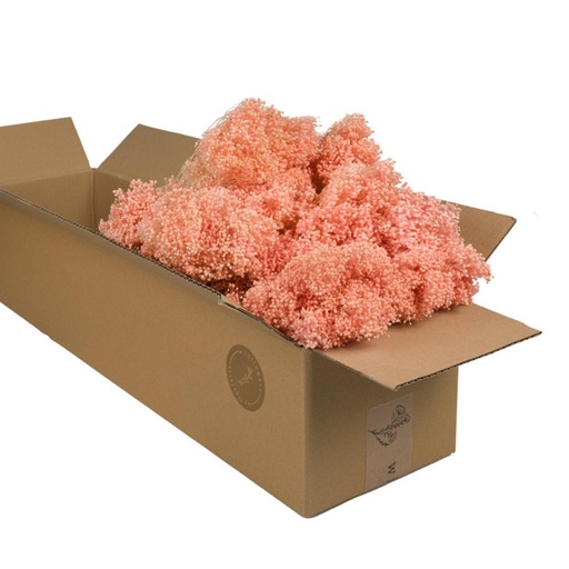 Dried Flowers - Broom Bloom Pink Pastel