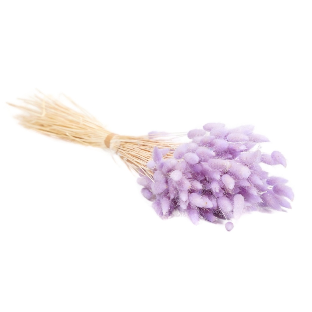 Dried Flowers - Lagurus Lilac Pastel