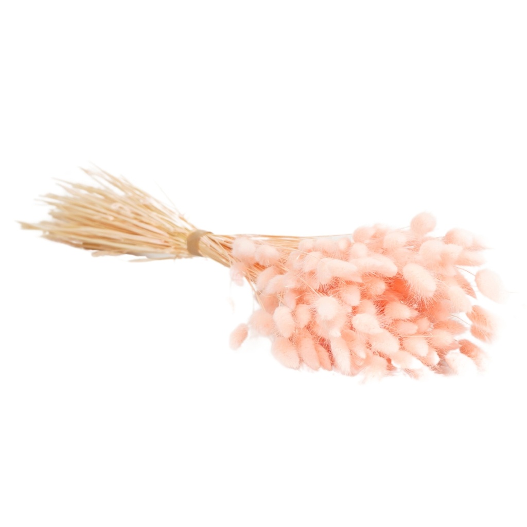 Dried Flowers - Lagurus Pink Pastel