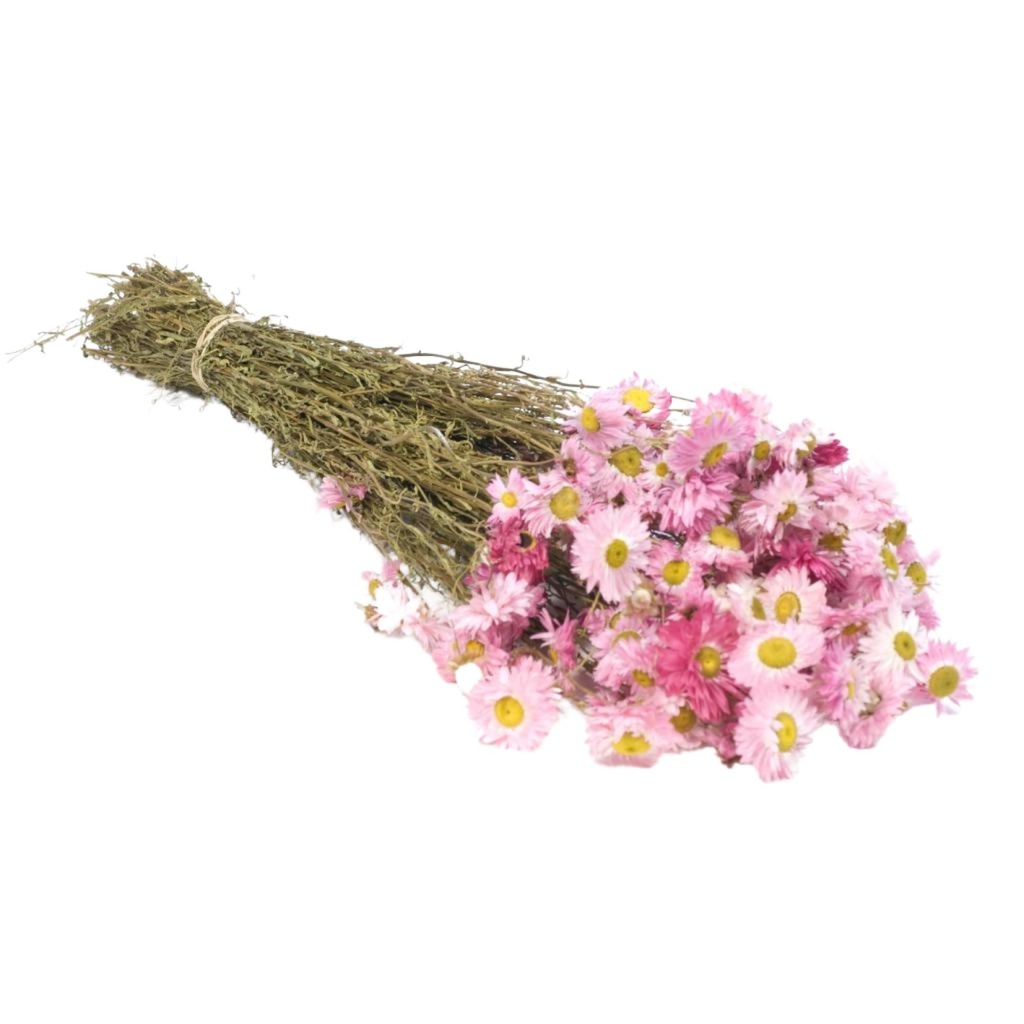 Dried Flowers - Acroclinium Pink