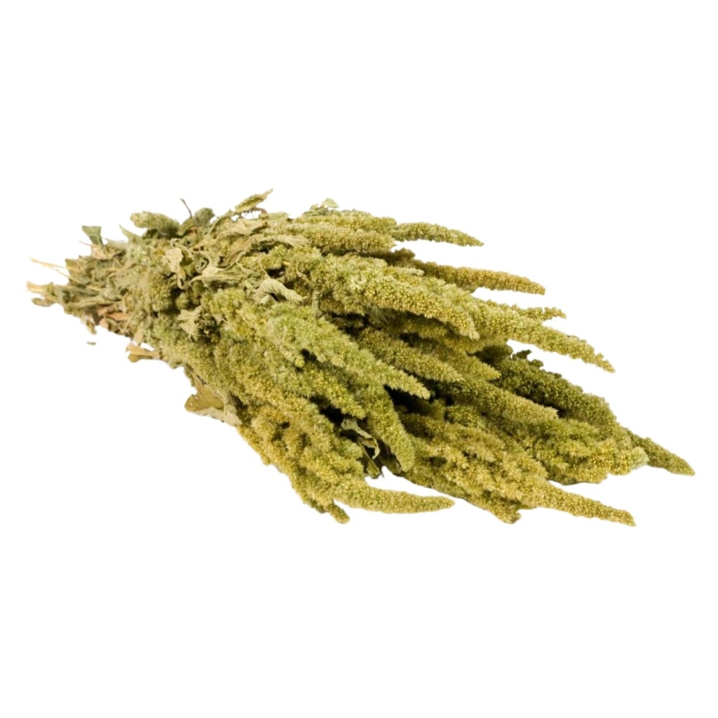 Dried Flowers - Amaranthus Green