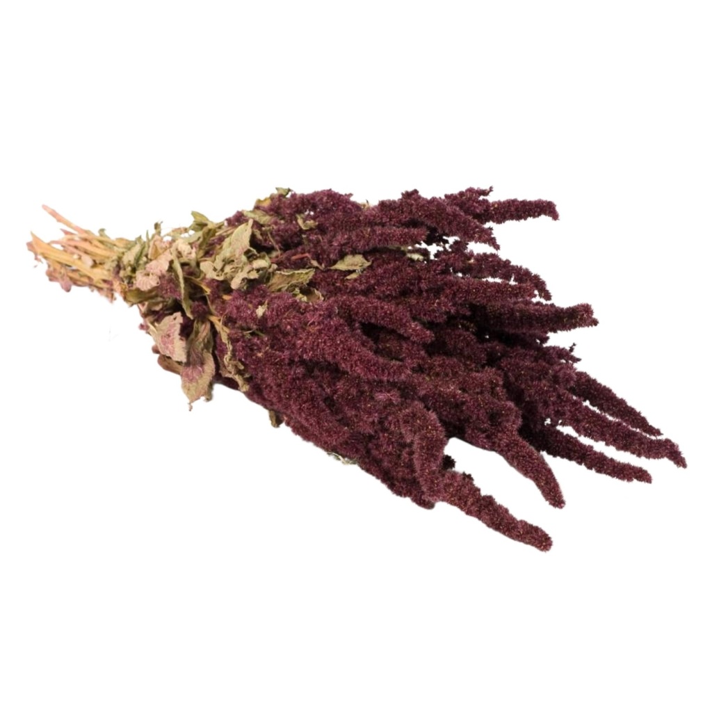 Dried Flowers - Amaranthus Red