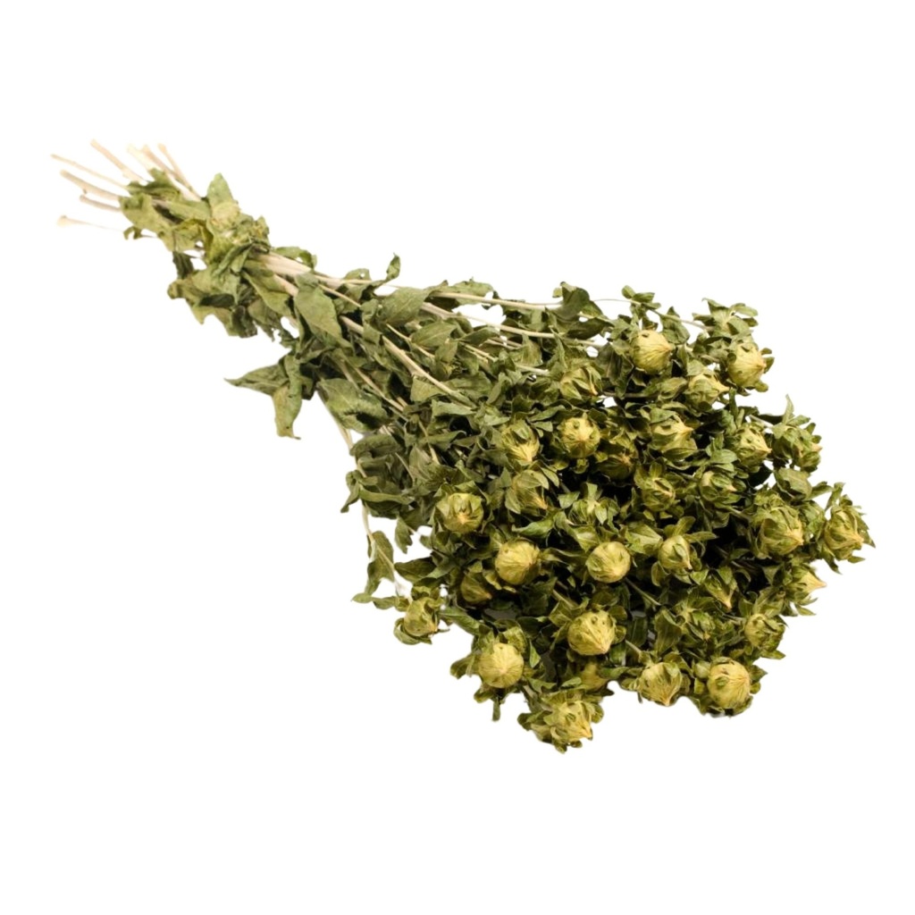 Dried Flowers - Carthamus Green