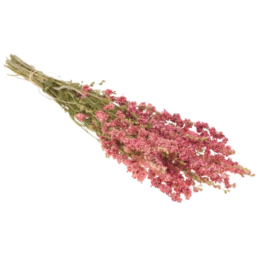 Dried Flowers - Delphinium Pink
