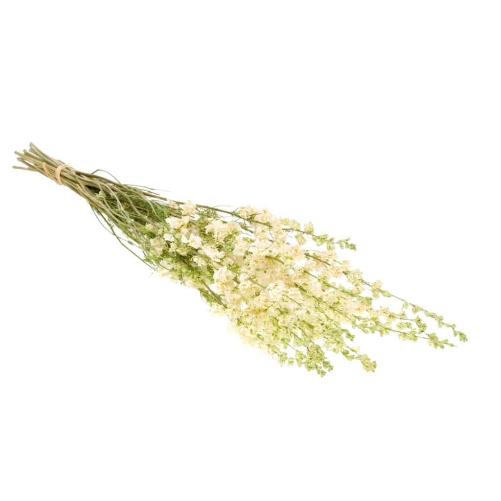 Dried Flowers - Delphinium White