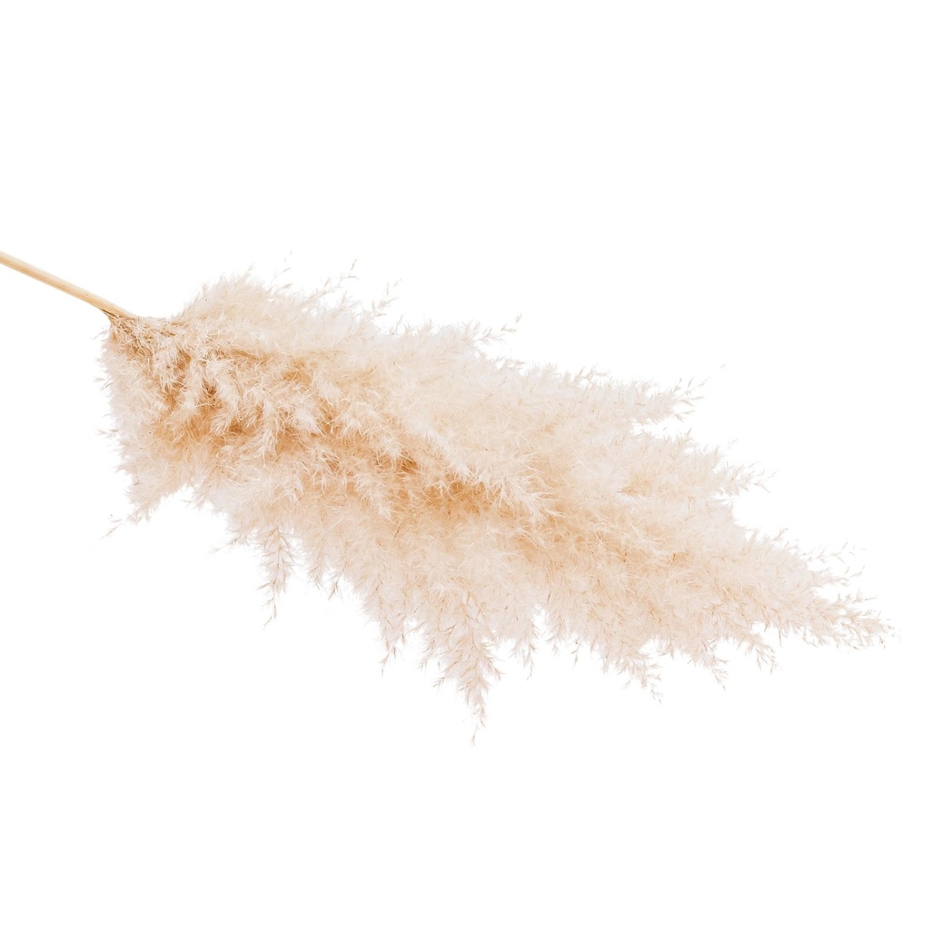 Dried Flowers - Cortaderia Natural 120cm