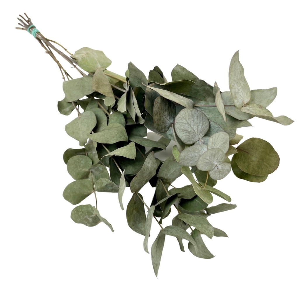 Dried Flowers - Eucalyptus Cinerea